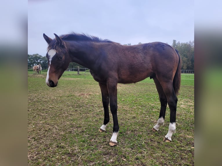 Holsteiner Hengst veulen (04/2024) 168 cm Donkerbruin in Klein Pampau