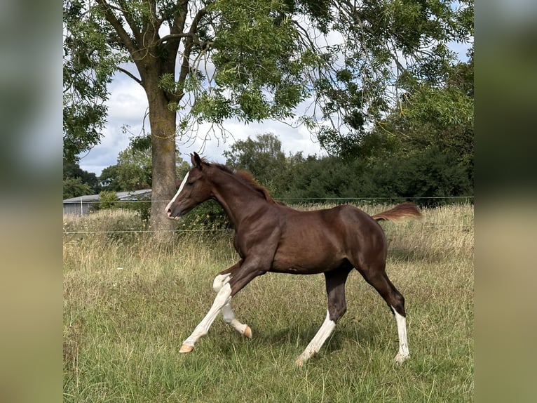 Holsteiner Hengst Veulen (04/2026) 168 cm Donkere-vos in Schlagsdorf
