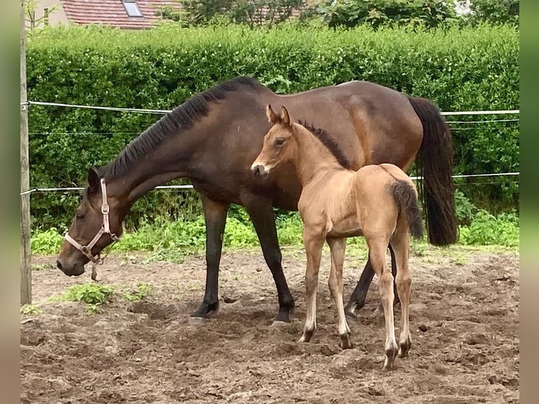 Holsteiner Hengst Veulen (05/2025) 169 cm Bruin in Rhinow OT Kietz