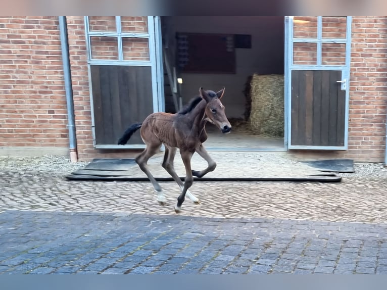 Holsteiner Hengst Veulen (04/2025) 170 cm Bruin in Bodenrode Holsteiner Hengst Veulen (04/2025) 170 cm Bruin in Bodenrode