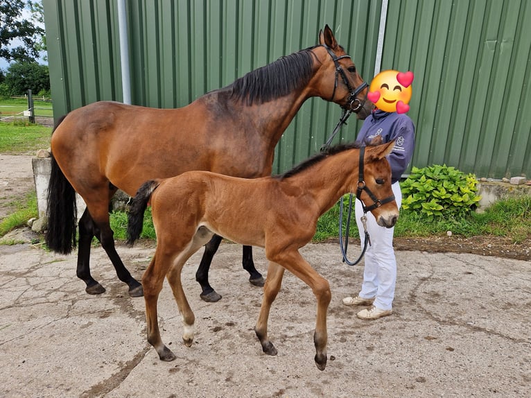 Holsteiner Hengst  170 cm Bruin in Malkendorf