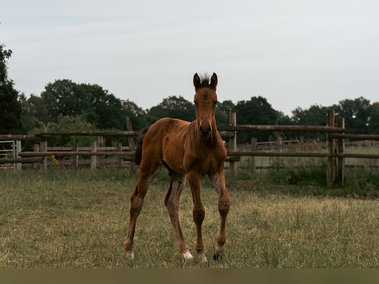 Holsteiner Hengst  170 cm Bruin in Grande