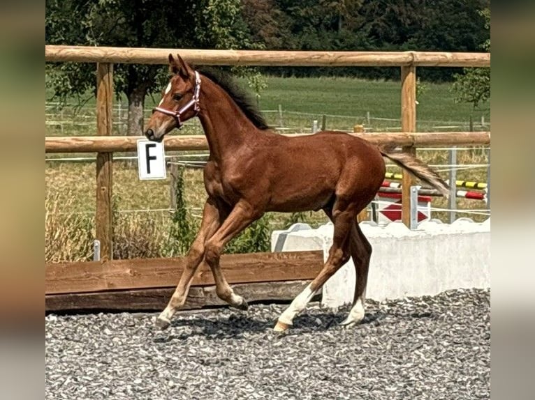 Holsteiner Hengst Veulen (05/2026) 170 cm Bruin in Herlisberg