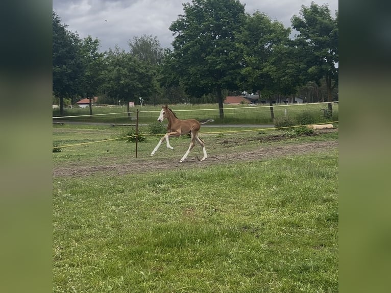 Holsteiner Hengst Veulen (05/2026) 170 cm Bruin in Lenz