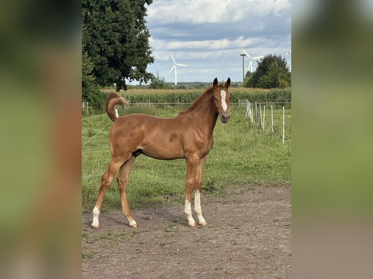 Holsteiner Hengst Veulen (05/2025) 170 cm Vos in Kellinghusen