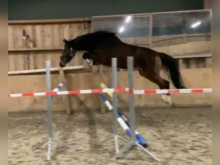 Holsteiner Hengst veulen (05/2024) 170 cm Zwart in Dägeling