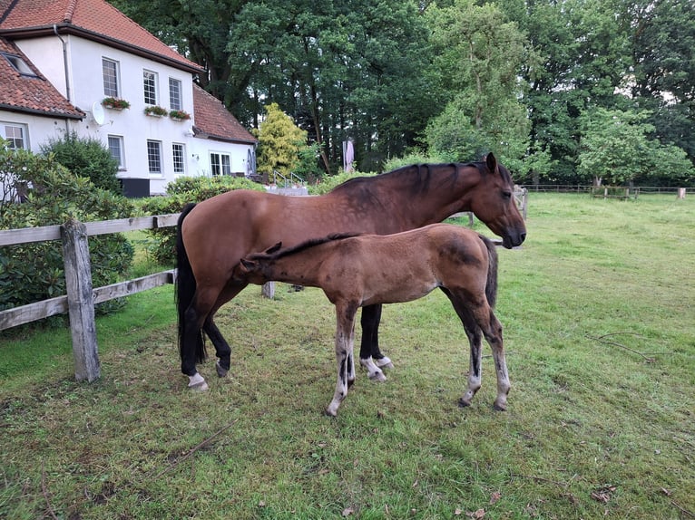 Holsteiner Hengst veulen (04/2024) 172 cm Bruin in Bispingen