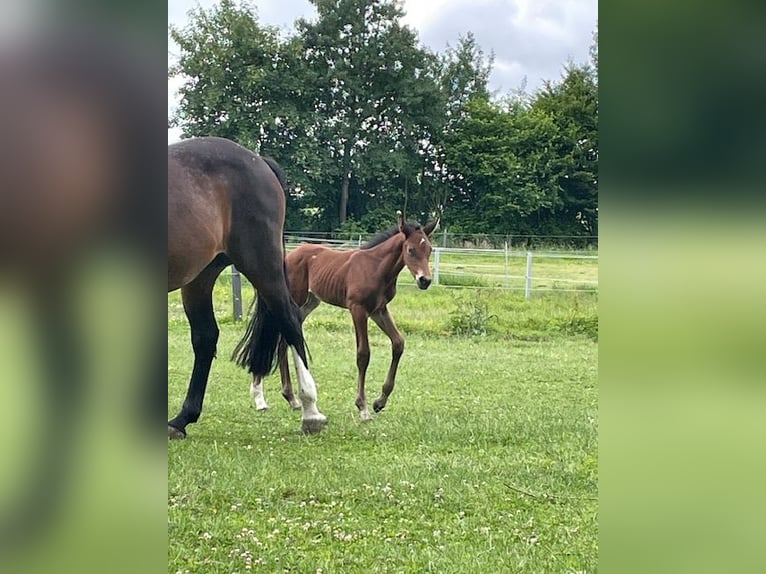 Holsteiner Hengst Veulen (06/2026) 172 cm kan schimmel zijn in Kastorf