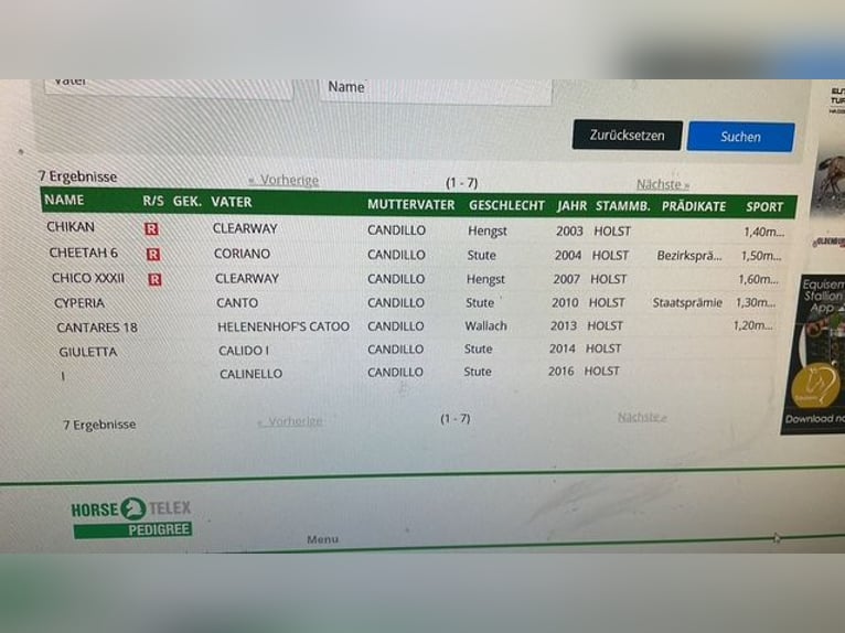 Holsteiner Hengst Veulen (06/2026) 172 cm kan schimmel zijn in Kastorf