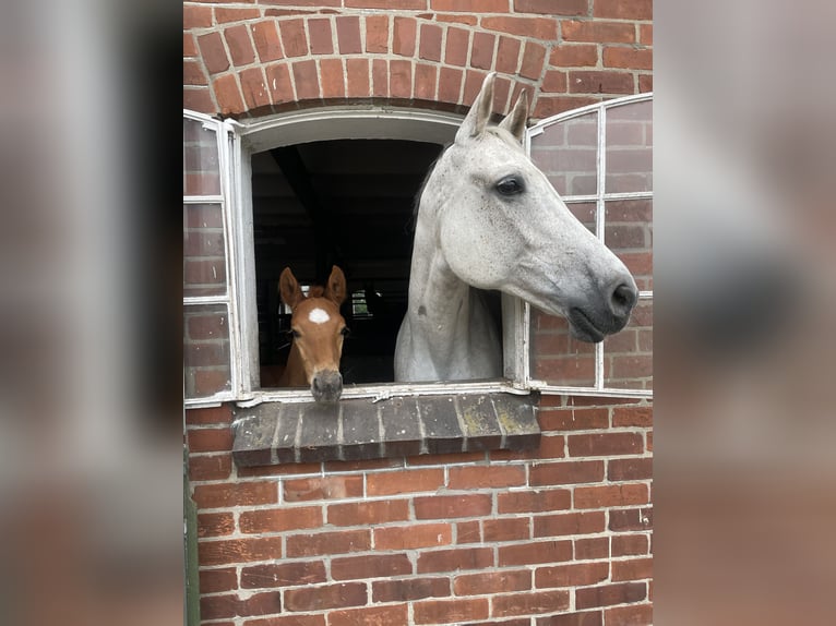 Holsteiner Hengst Veulen (04/2025) 172 cm Vos in KellinghusenWittenbergen