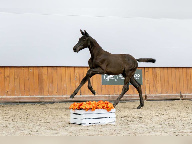 Holsteiner Hengst Veulen (04/2025) in Babor&#xF3;wko