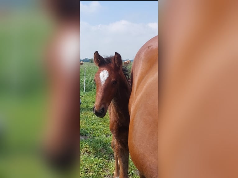 Holsteiner Hengst veulen (05/2024) Bruin in Tetenbüll