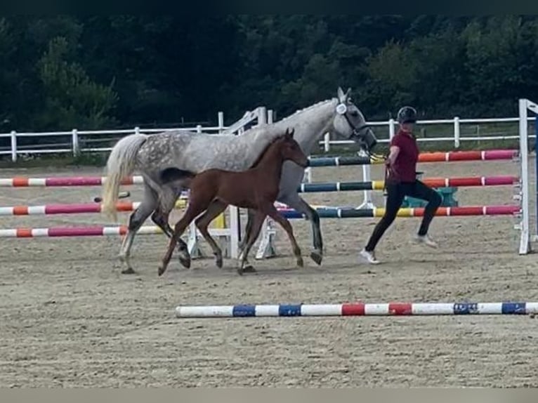 Holsteiner Hengst Veulen (06/2026) Bruin in Borstorf