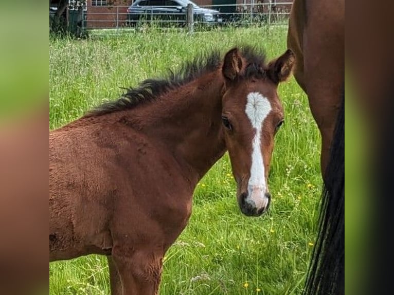 Holsteiner Hengst veulen (04/2024) Bruin in Gudendorf