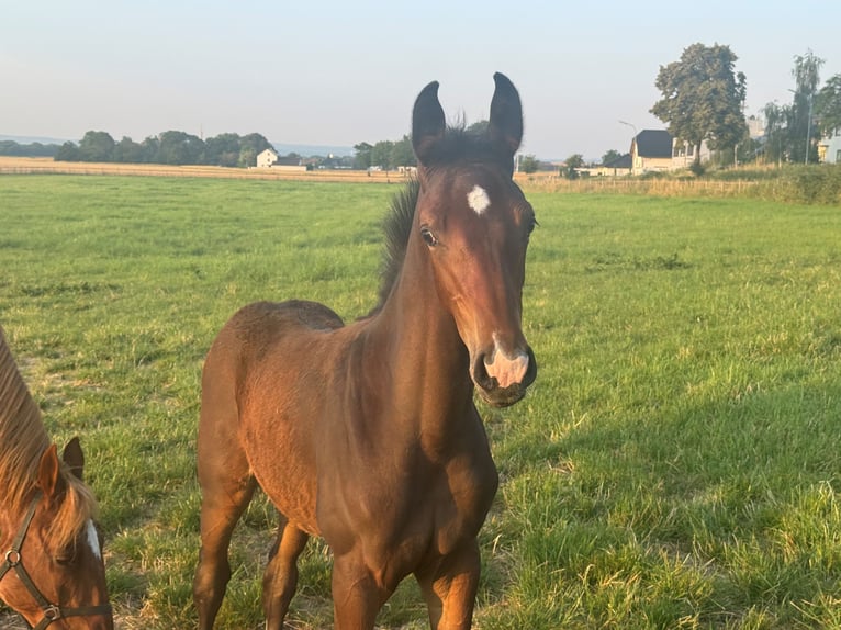 Holsteiner Hengst Veulen (03/2026) Bruin in Weilerswist