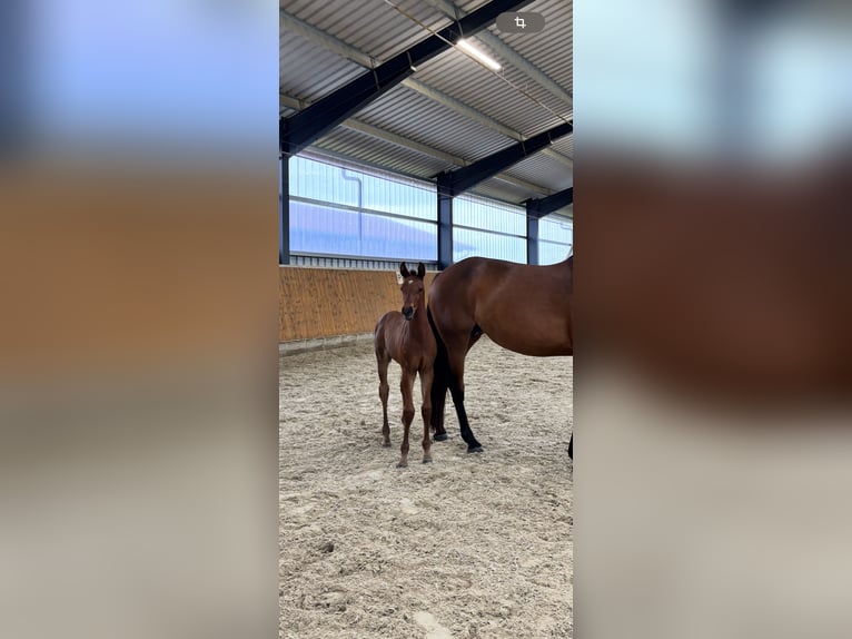 Holsteiner Hengst  Bruin in Hittbergen