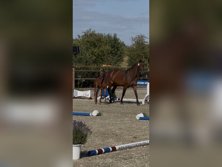 Holsteiner Hengst Veulen (05/2025) Bruin in HittbergenHittbergen