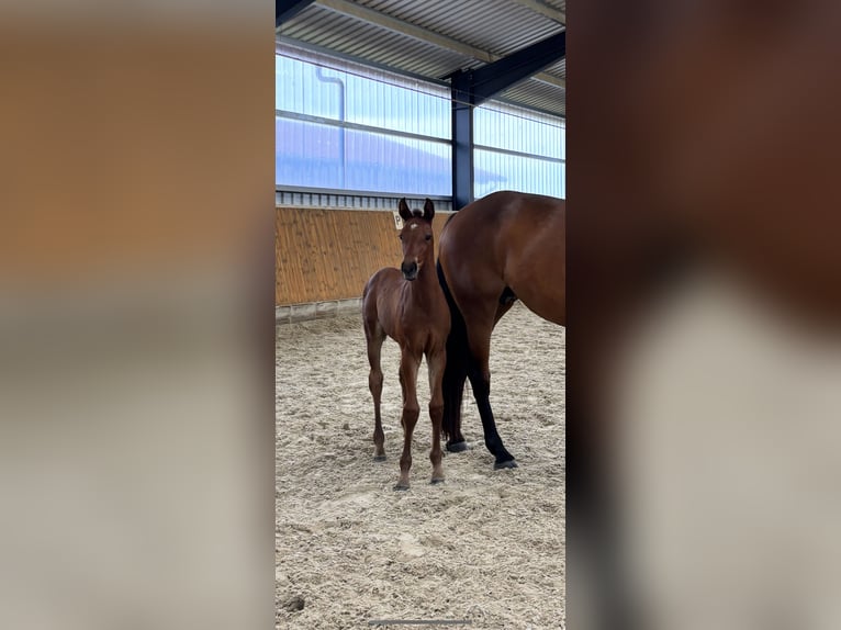 Holsteiner Hengst Veulen (05/2025) Bruin in HittbergenHittbergen