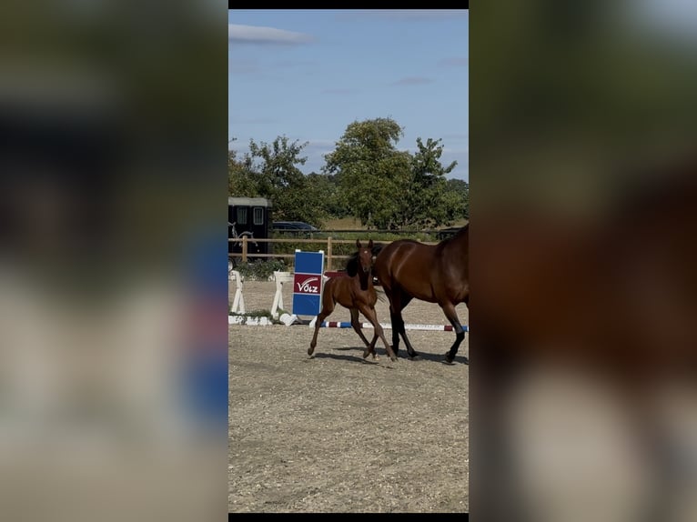 Holsteiner Hengst Veulen (05/2025) Bruin in HittbergenHittbergen