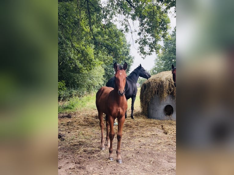 Holsteiner Hengst Veulen (05/2025) Bruin in HittbergenHittbergen