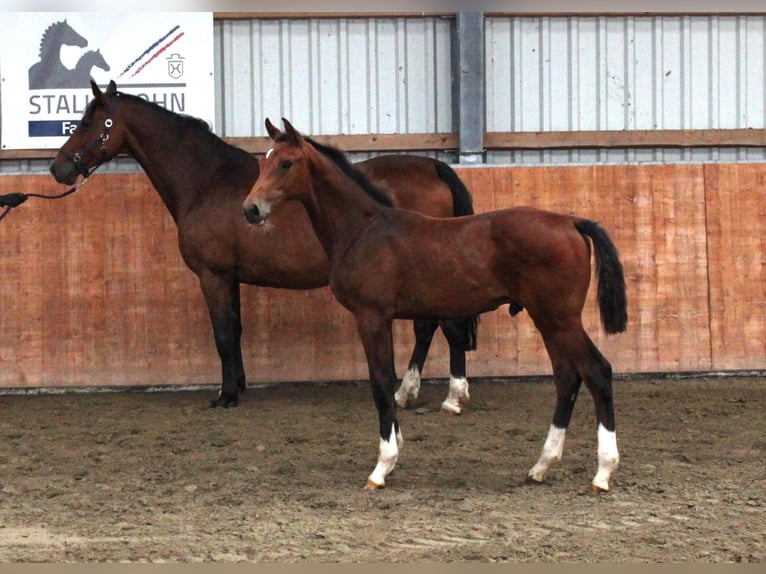 Holsteiner Hengst Veulen (02/2025) Bruin in Kaiser-Wilhelm-Koog
