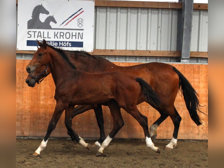 Holsteiner Hengst Veulen (02/2025) Bruin in Kaiser-Wilhelm-Koog