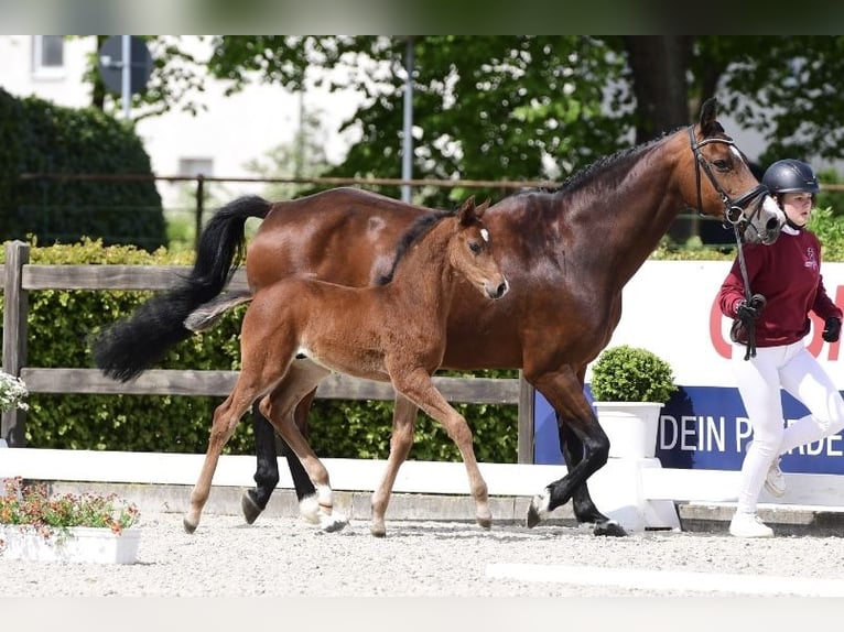 Holsteiner Hengst  Bruin in Löhne