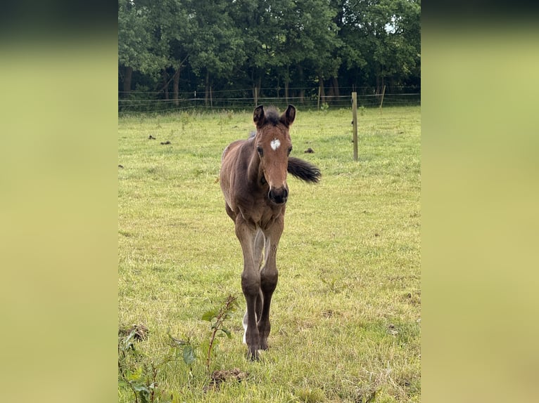 Holsteiner Hengst Veulen (01/2026) Bruin in Seeth-Ekholt