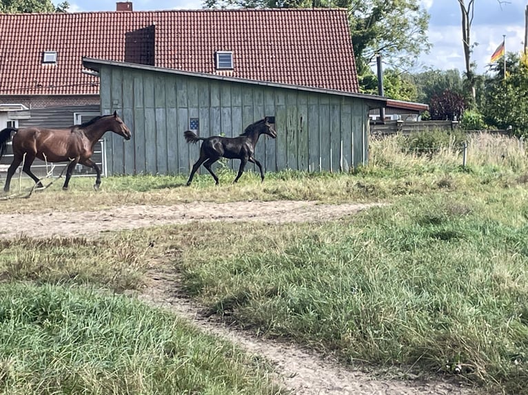 Holsteiner Hengst Veulen (04/2025) Donkerbruin in Bredenbek