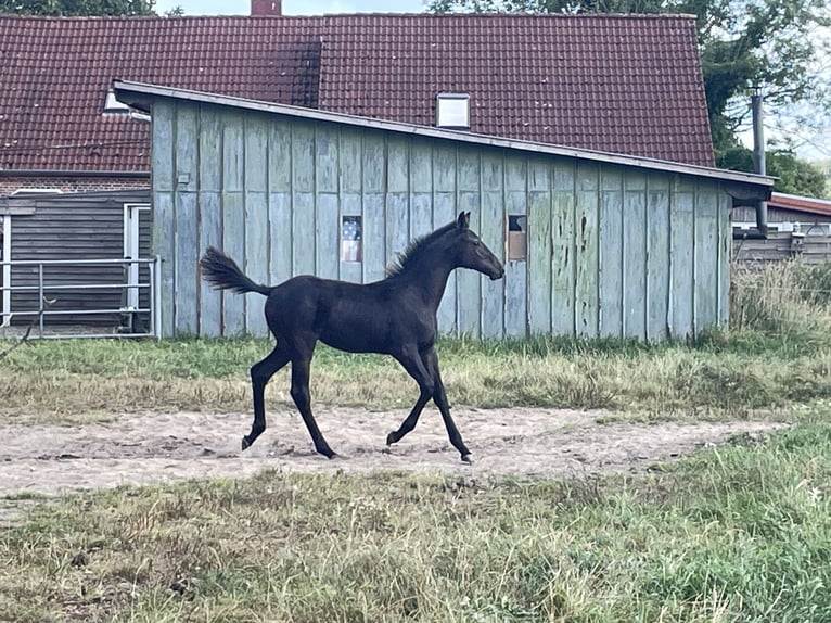Holsteiner Hengst Veulen (04/2025) Donkerbruin in Bredenbek