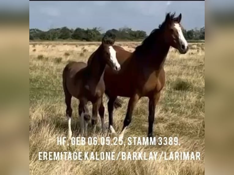 Holsteiner Hengst Veulen (05/2025) Donkerbruin in Nieblum/F&#xF6;hr