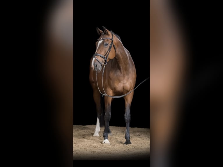 Holsteiner Hengst Veulen (01/2026) kan schimmel zijn in Emmelsbüll-Horsbüll
