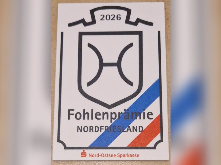 Holsteiner Hengst Veulen (03/2026) Vos in Ladelund
