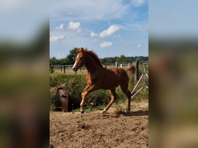 Holsteiner Hengst Veulen (03/2026) Vos in Ladelund
