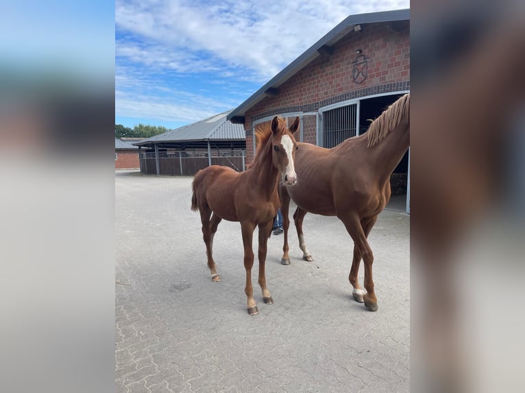 Holsteiner Hengst Veulen (05/2025) Vos in Ammersbek