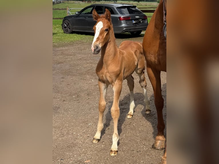 Holsteiner Hengst Veulen (05/2026) Vos in Schönhorst