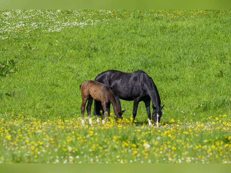 Holsteiner Hengst veulen (03/2024) Zwartbruin in Schierensee