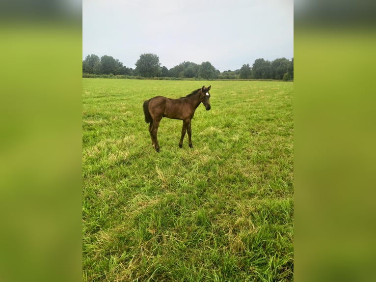 Holsteiner Hengst veulen (06/2024) Zwartbruin in Nusse