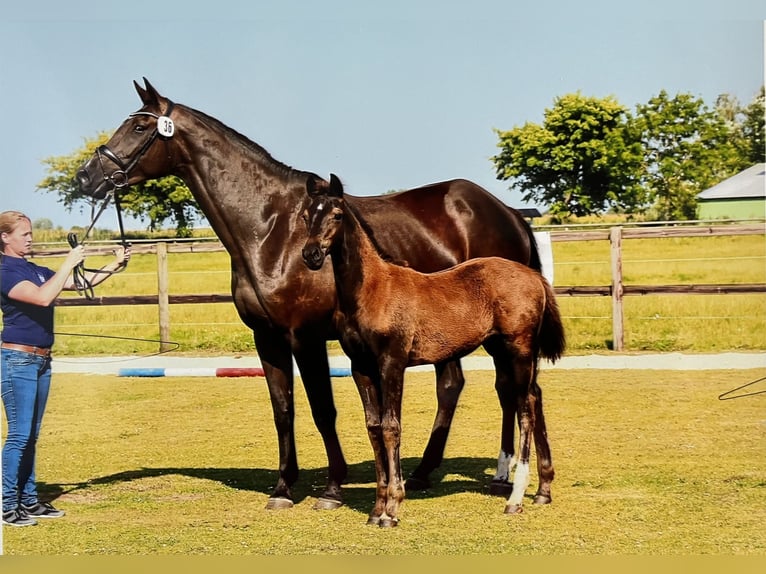 Holsteiner Hengst veulen (04/2024) Zwartbruin in Kaiser-Wilhelm-Koog