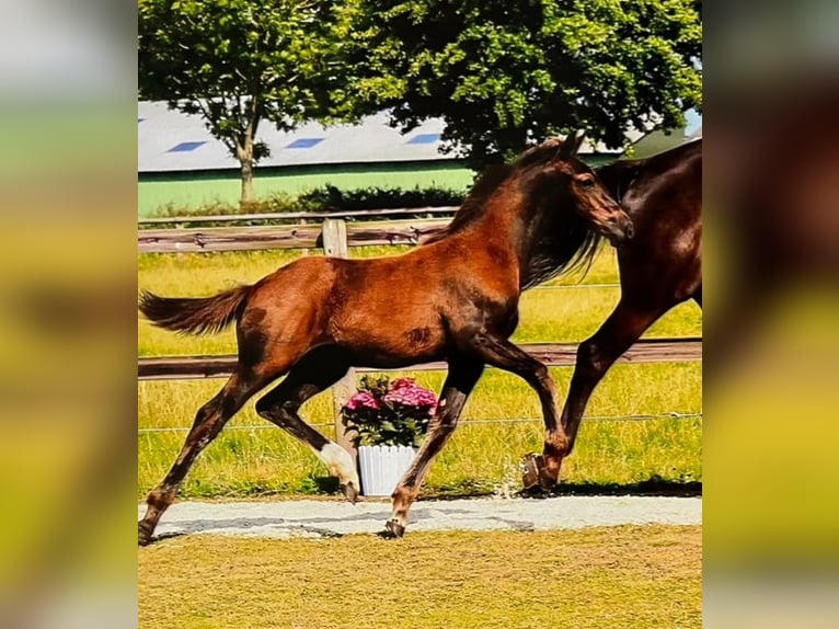 Holsteiner Hengst veulen (04/2024) Zwartbruin in Kaiser-Wilhelm-Koog