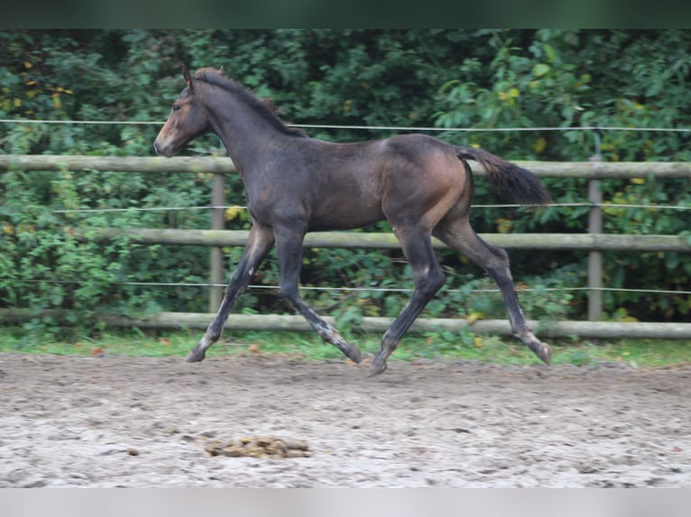 Holsteiner Hengst Veulen (06/2025) Zwartbruin in Appen