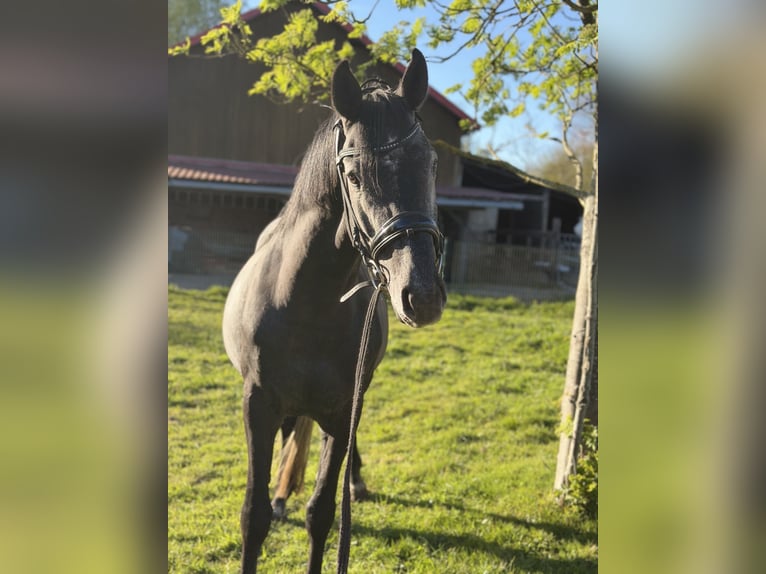 Holsteiner Hengst Zwartschimmel in ItzehoeItzehoe