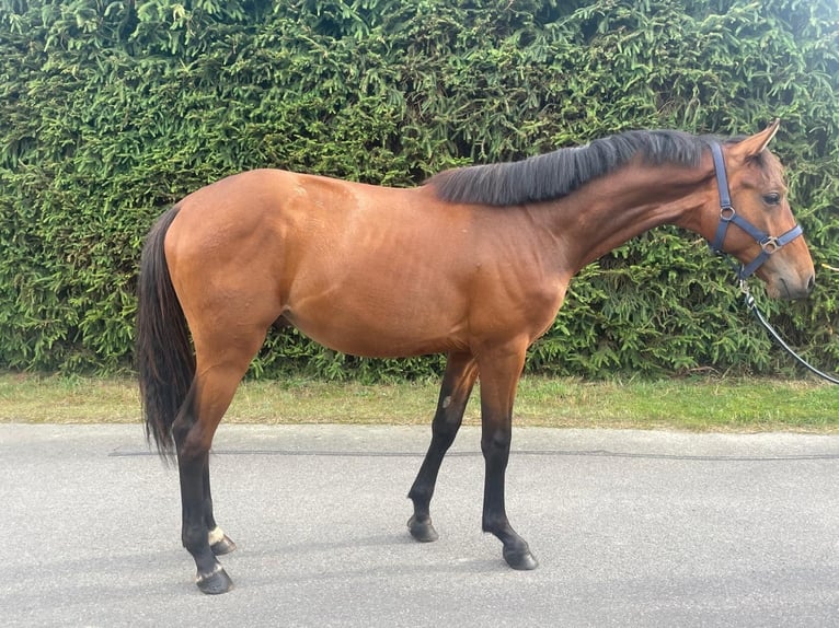 Holsteiner Hingst 1 år Brun in Luckau