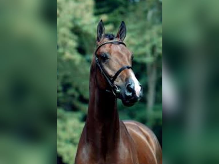 Holsteiner Hingst 24 år Brun in Brakel