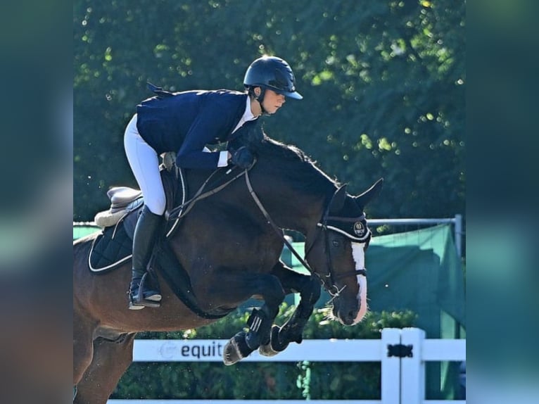 Holsteiner Hingst 7 år Brun in Thalgau