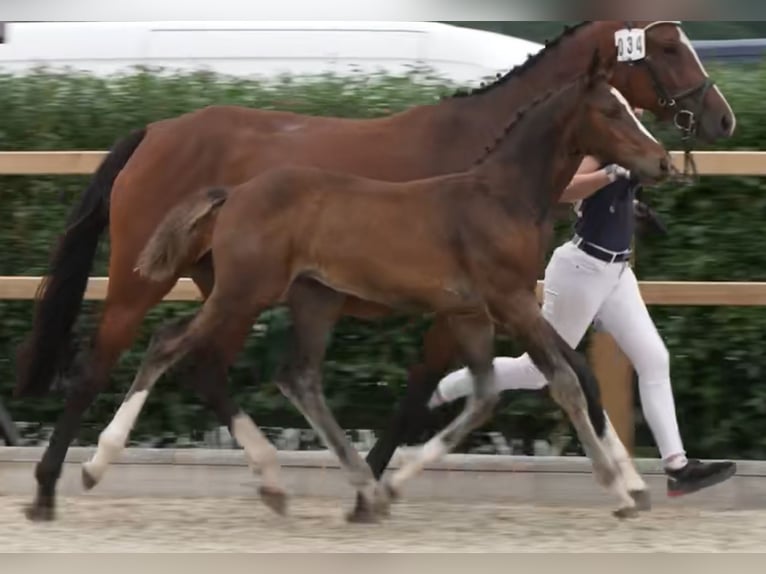 Holsteiner Hingst Föl (04/2024) 172 cm Brun in Granderheide