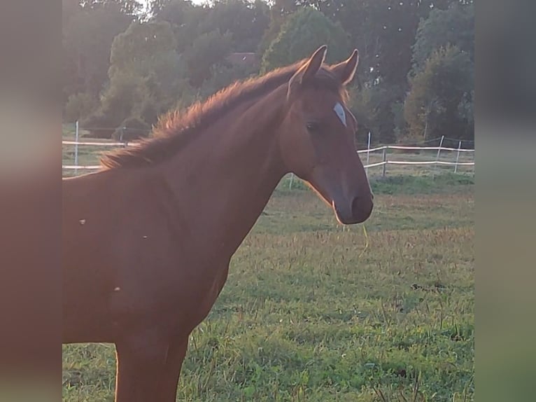 Holsteiner Hingst Föl (05/2024) Brun in Tetenbüll