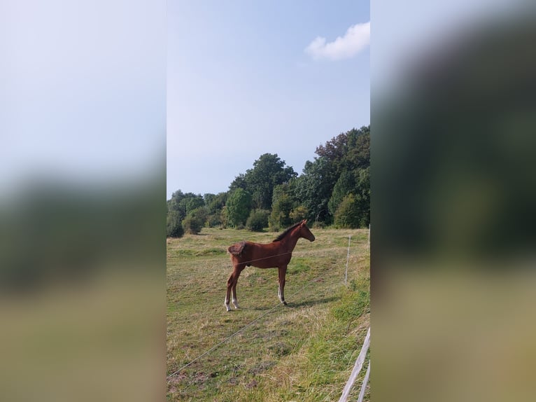 Holsteiner Hingst Föl (05/2024) Brun in Tetenbüll