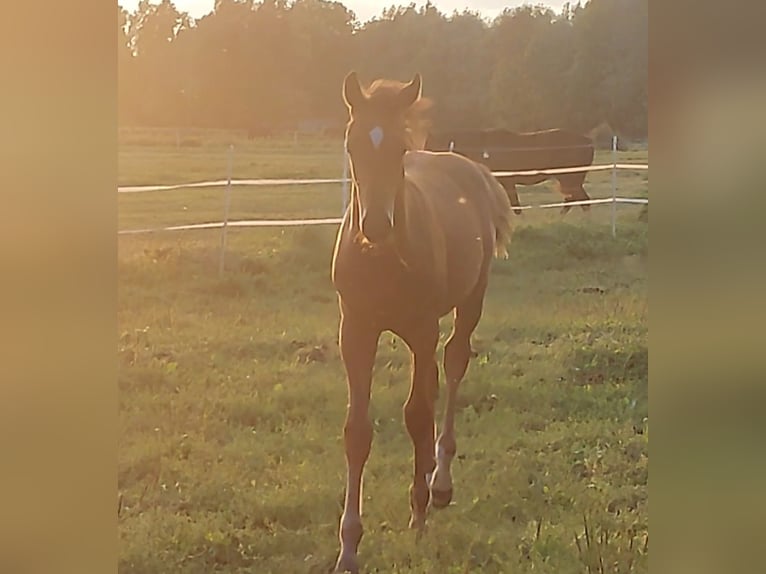 Holsteiner Hingst Föl (05/2024) Brun in Tetenbüll