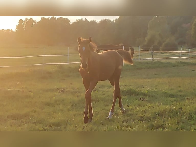 Holsteiner Hingst Föl (05/2024) Brun in Tetenbüll